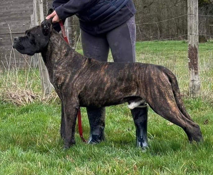 FI CH Yanez I Molossi Dell'Ercole