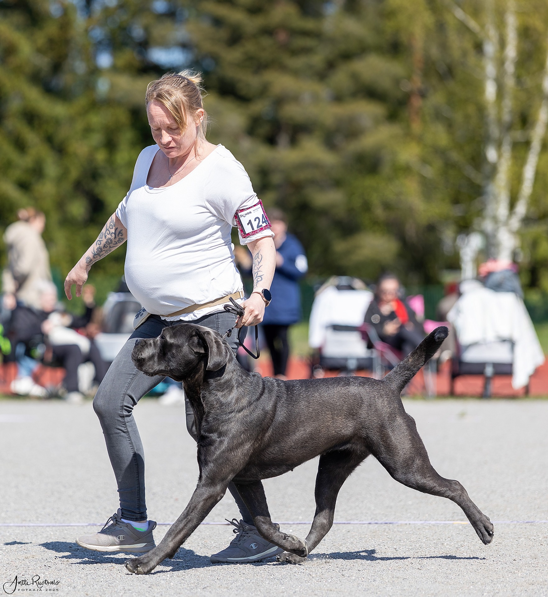 FI JCH Predator Corso Di Munteanu (kuva Antti Ruotsalo)